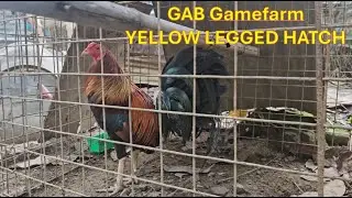 Update Claret Boston, YLH Bullstag - Pang share backyard breeding
