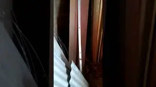 Skunk poop