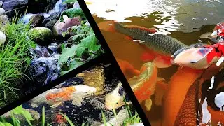 Koi Pond visit with Waterfall & Natural Pond | Water garden