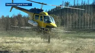 Restoration underway after Cram Fire burns 80% of Priday Ranch nature preserve