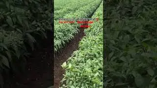 RED CHILLI PRODUCTION #farming