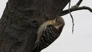 キツツキのいい音　コゲラが木を突く