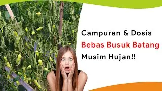 Dosis Asam Humat dan Kapur Dolomit Musim Hujan, Terbebas Busuk Batang