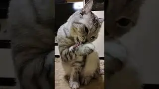 Трудности парковки в Москве #cat #веселыекоты #кот #прикольныекоты #юмор #видосыоткота #котик #смех
