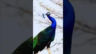Peacock calling in the morning - Peacock voice sound #peacocksound #animalsounds