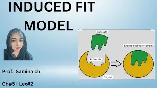 Induced Fit Model | Enzyme Action (Easy Explanation)