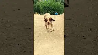 ''Village Buddies: The Camel and the Dog
