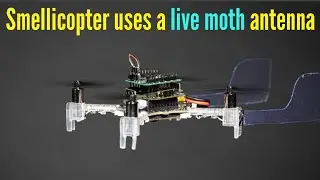 Smellicopter uses a live moth antenna to seek out smells