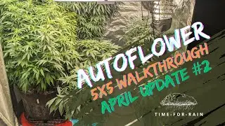 Weekly Autoflower 5x5 Grow Tent Walkthrough: Cannabis Plant Progress