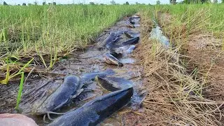 Best hand fishing catch fish 🎣 by hand