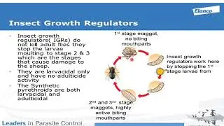 How insect growth regulators work to prevent blowfly strike.
