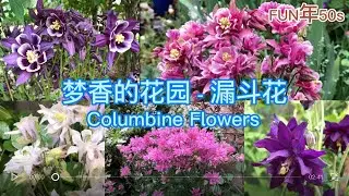 梦香的花园 - 漏斗花 Columbine Flower | 多年生耐寒的花坚强 花籽飘石缝里都能开出花😄