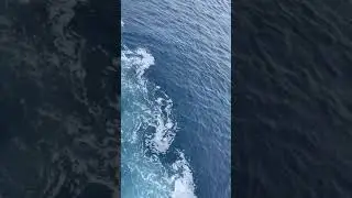 dolphin 🐬 race #pacific ocean