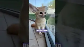 Fennec Fox Facts 🤩🦊 #FennecFox #AnimalFacts #CuteWildlife