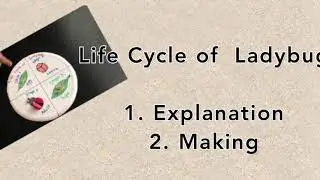 Science project | Life cycle of Ladybug | ladybug life cycle for kids | Life cycle of Ladybug Model