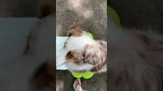 Double FHO rehab exercise using k9 fitbone pt 3