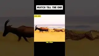 Epic Cheetah Chase: Unbelievable Speed and Thrilling Capture! #cheetah