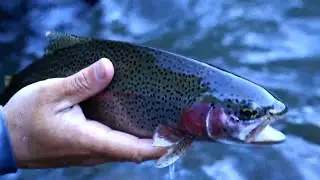 McCloud River Fly Fishing Guide - AC Fly Fishing