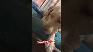#puppy #sundayfunday #doglover #labrador #love #chill