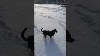 My little snowbunny ❄️🐕😉