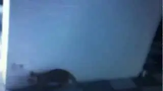 Funny Cat Fails Attack