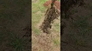 Harris Doyle and MTZ Landscaping Unacceptable SOD Install