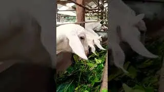 PLAY WITH SHEEP IN YOGYAKARTA, INDONESIA #shorts