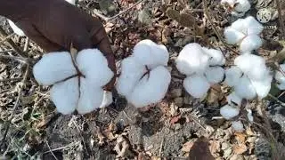 3G.cotton seeds