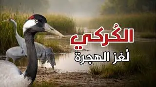 الكُرْكِي الشائع  | عبقرية الطيران والهجرة‎....تعرف على اسرار الكركي المهاجر اين، كيف، ولماذا يهاجر؟