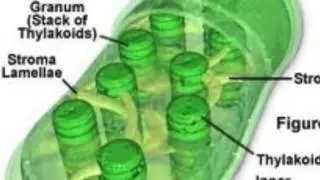 Photosynthesis Movie
