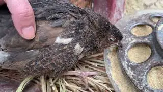 Sick Quail