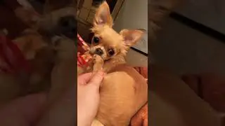 Ты не ты, когда голоден #animals #chihuahua #cute #dog #little #pets #puppy #follow #чихуахуа #food