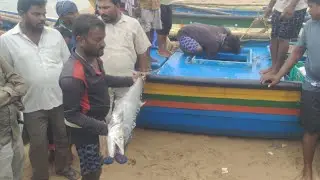 1200/- per kG || Monster 25Kg Big Kingfish Auction @Fisheries-Life-Style 