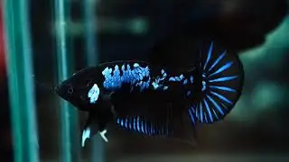 P1010152