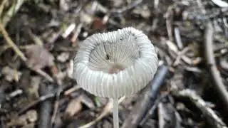Hazenpootje - Coprinopsis lagopus
