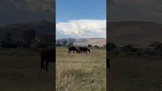 WASHOE VALLEY: PANORAMIC VIEW OF WASHOE LAKE,  VIEW WITH WILD HORSES, LAKES RECEDING