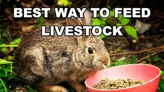 Here's something Tractor Supply doesn't want you to know about feeding your livestoc.