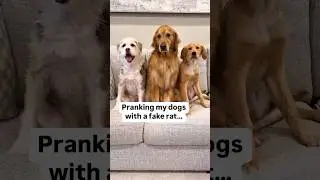 Pranking my dogs with a fake rat!