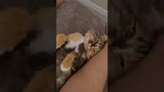 #cat #cats #happy #happycat #happykitten #kitten #смешно #funny #кошка #shorts