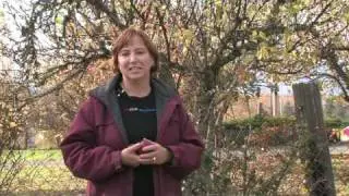 Gardening for Trees & Plants : About Spraying Fruit Trees After Pruning
