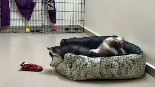 Playtime Chaos! 🐾 Tom & Zara&rsquo;s Funny Husky Moments at Home
