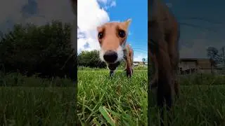 #wild #fox #eating #sausage #nature #animals #sweet #shorts