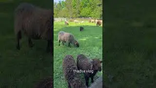 #sheep#flowers#youtubeshorts#new#subscribe#viral#short#animals#tamilsong#lyrics#music#trendingshorts
