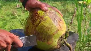 perpect sweet,fresh coconut #asmr #cuttingfruit