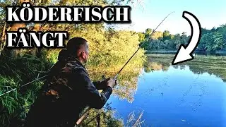 Erfolgreich angeln mit K&ouml;derfisch auf Hecht, Barsch und Co. Raubfischangeln im September 2025