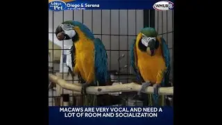 Diego and Serena are 4-year-old bonded macaws available for adoption