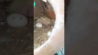 Cocatel birds 🦜🐣#cockatiel #subscribe#youtubeshorts #vairalvideo#birds #farming #odisha #birdslover