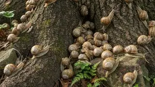 The Amazing Adaptation of Snails, more than just a shell #SnailAdaptations #MolluscMarvels
