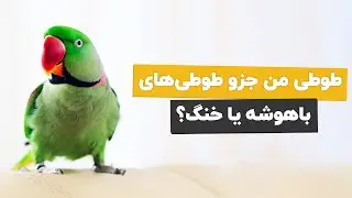 کدوم طوطی سخنگو 🐦 از همه باهوش تره و بیشتر آتیش می سوزونه؟
