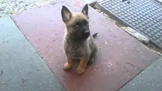 puppy power